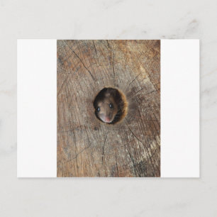 Wood Mouse Postcard