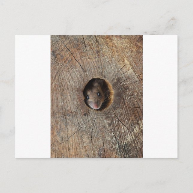 Wood Mouse Postcard (Front)