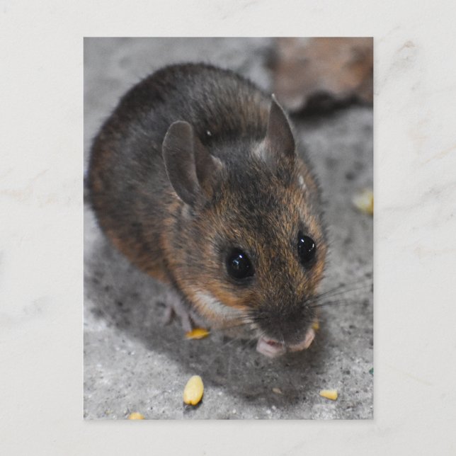 Wood Mouse  Postcard (Front)