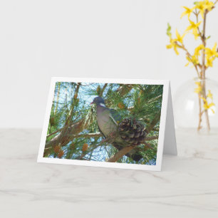 Wood Pigeon in Pine Tree Card