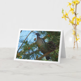 Wood Pigeon in Pine Tree Card