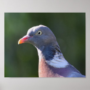 Wood Pigeon  Poster