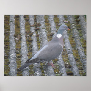 Wood Pigeon Print