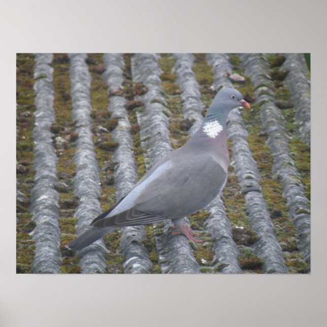 Wood Pigeon Print (Front)