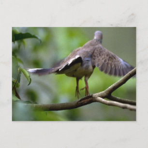 Wood pigeon taking off postcard