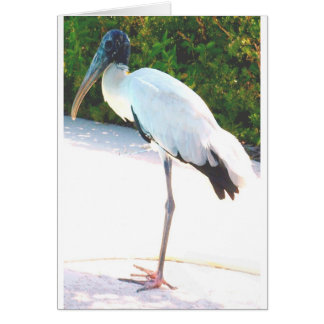 Wood stork in evening wear