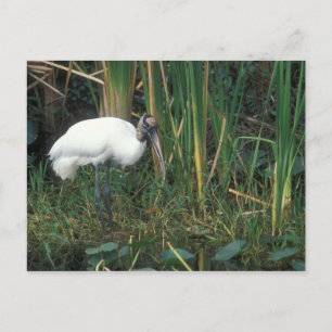Wood Stork in Everglades National Park Postcard