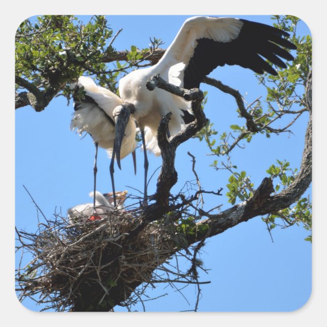 Wood Stork nesting Square Sticker (Front)