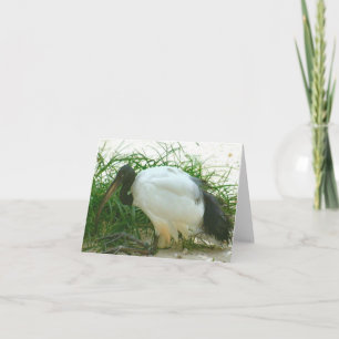 Wood Stork Photo Folded Note Card