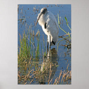 Wood Stork Poster