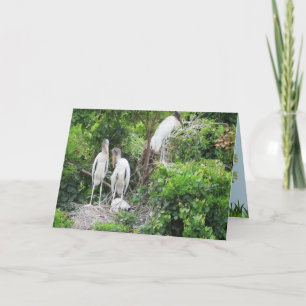 Wood Stork with Juvenile Chicks Card