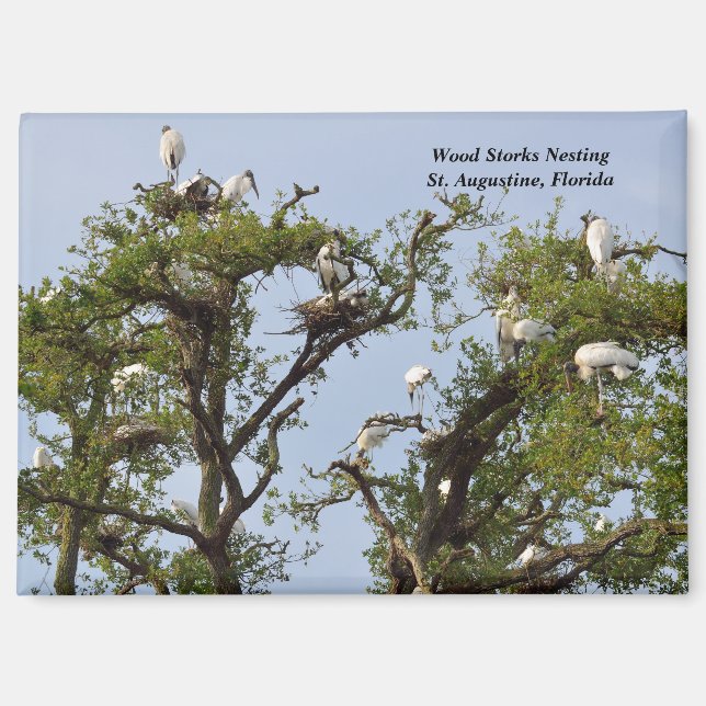 Wood Storks nesting Magnet (Front)