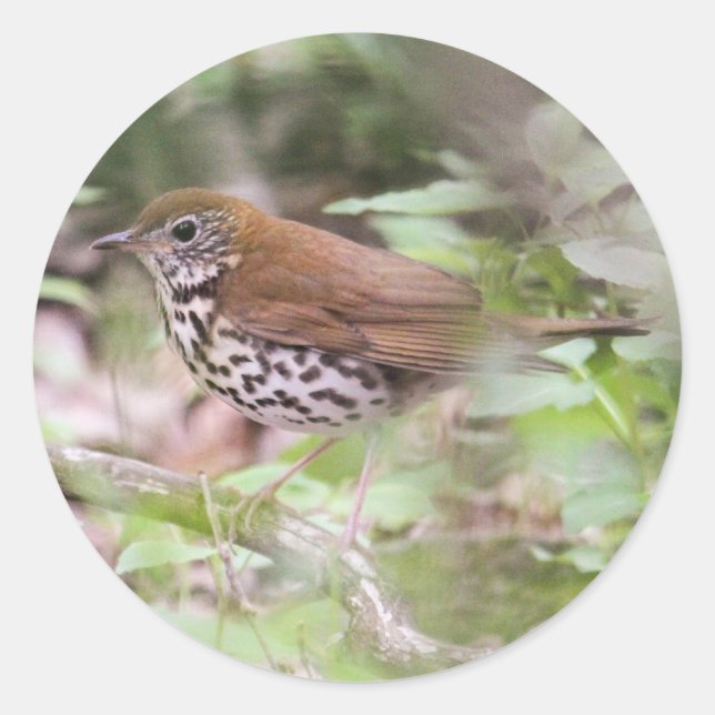 Wood Thrush Classic Round Sticker (Front)