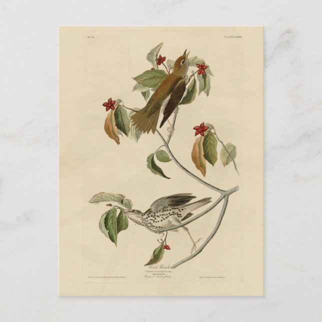 Wood Thrush from Audubon's Birds of America Postcard (Front)