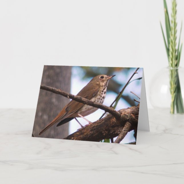 Wood Thrush Greeting Card (Front)
