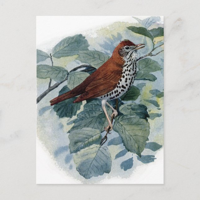Wood Thrush on a Twig Postcard (Front)