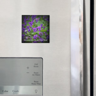 Wood Violet in Spotlight Wisconsin State Flower Magnet