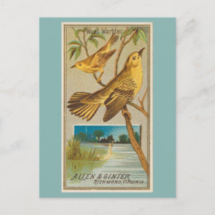 Wood Warbler Postcard