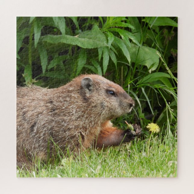 Woodchuck AKA Groundhoug with Flower Jigsaw Puzzle (Horizontal)
