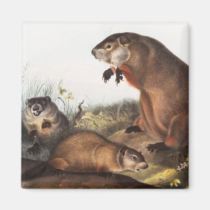 Woodchuck (Arctomys monax) Illustration Magnet