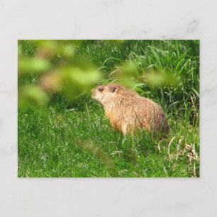 Woodchuck ~ carte postale