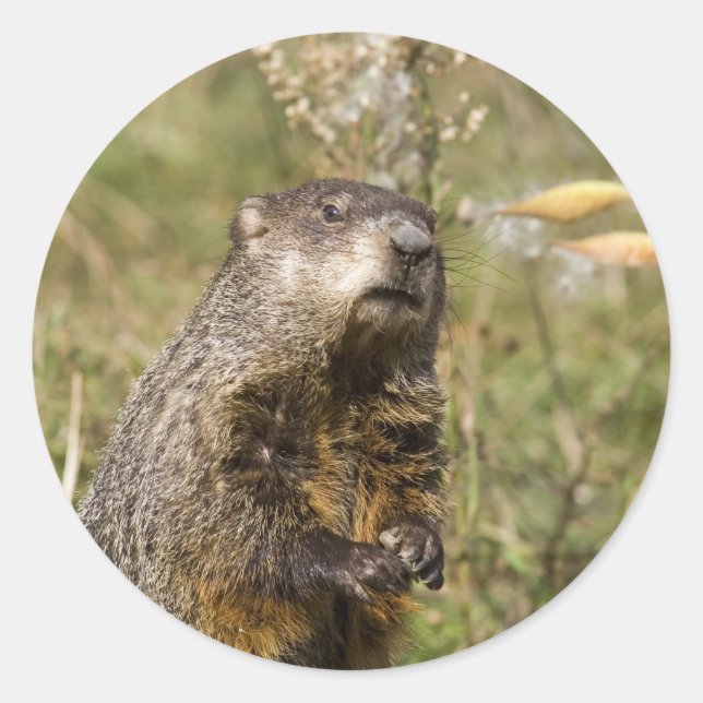 Woodchuck Classic Round Sticker (Front)