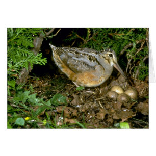 Woodcock américain avec des oeufs