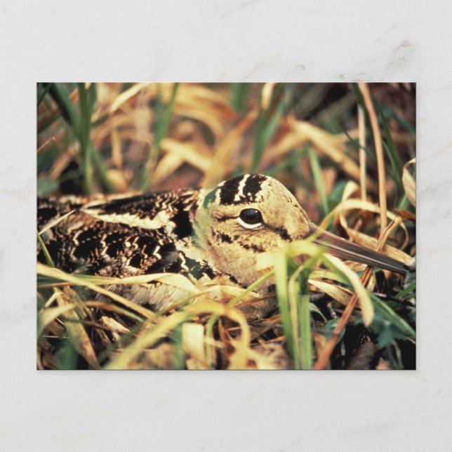Woodcock on Nest Postcard (Front)