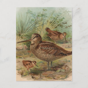 "Woodcock" Vintage Bird Illustration Postcard