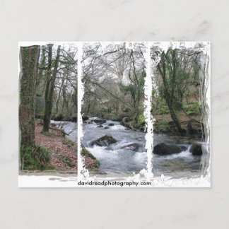 Wooded stream postcard