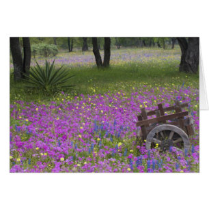Wooden Cart in field of Phlox, Blue Bonnets with