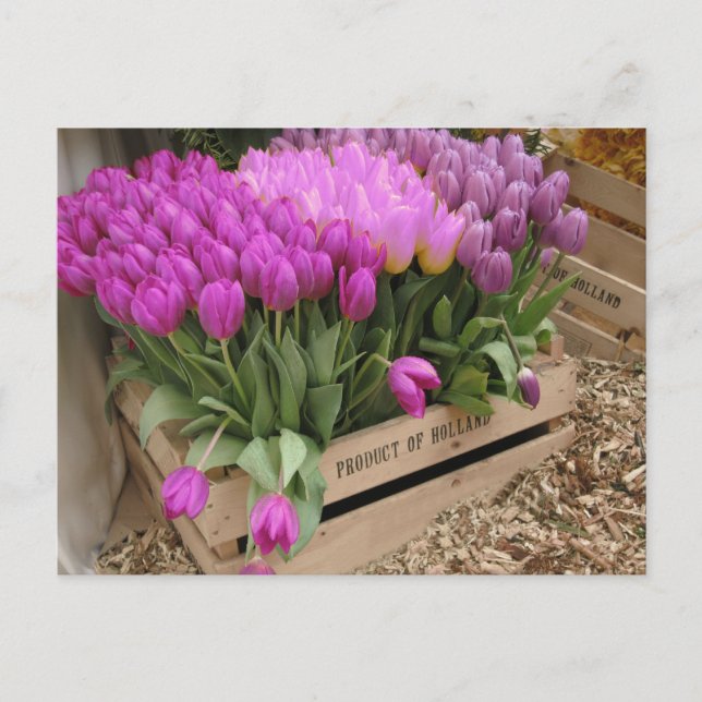 wooden crate with purple tulips postcard (Front)
