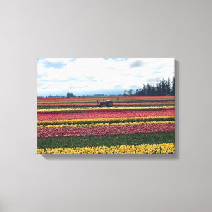 Wooden Shoe Tulip Farm, Woodburn, Oregon Canvas Print