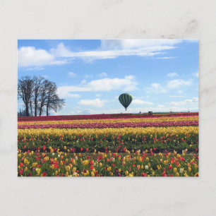 Wooden Shoe Tulip Farm, Woodburn, Oregon Postcard