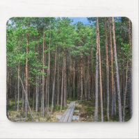 Wooden trail in pine forest