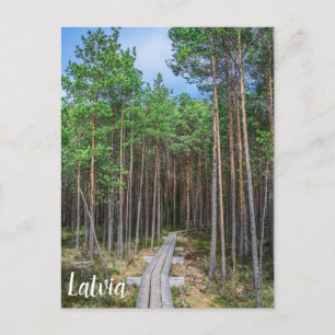 Wooden trail in pine forest postcard