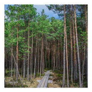 Wooden trail in pine forest poster
