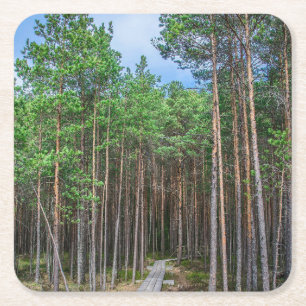 Wooden trail in pine forest square paper coaster