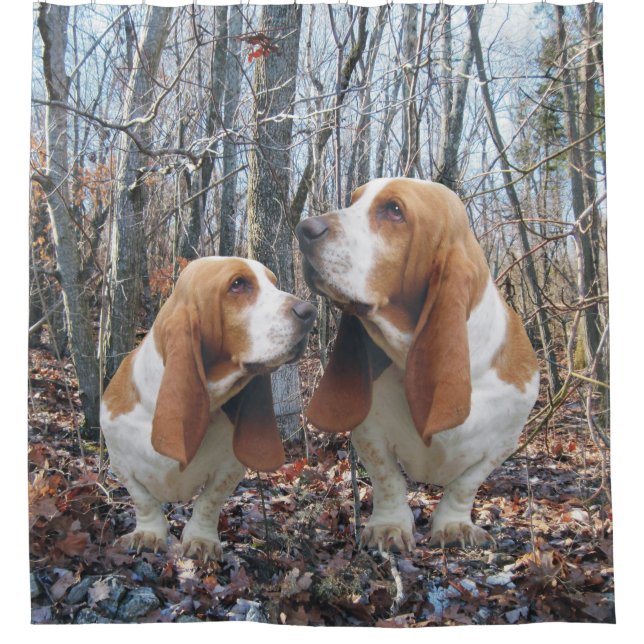 Woodland Basset Hound (Front)