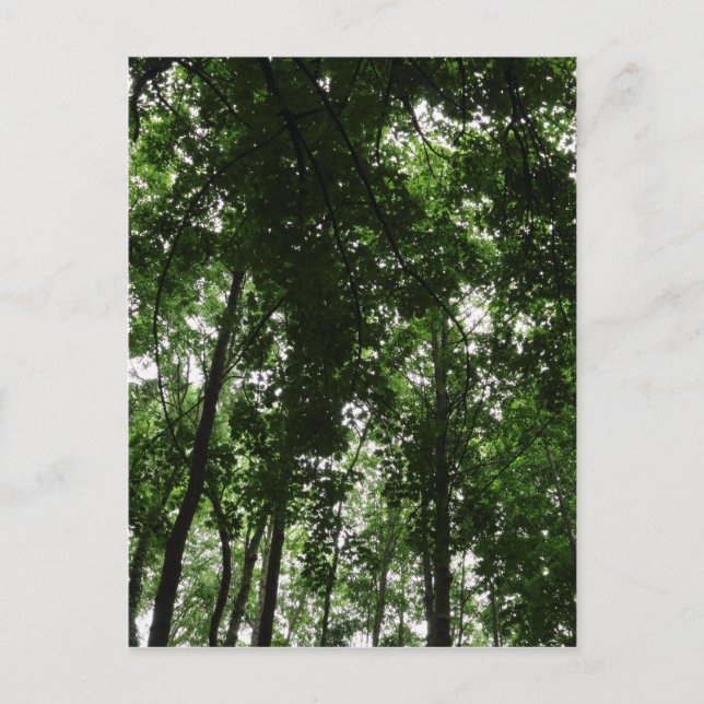 Woodland Canopy 01 Postcard (Front)