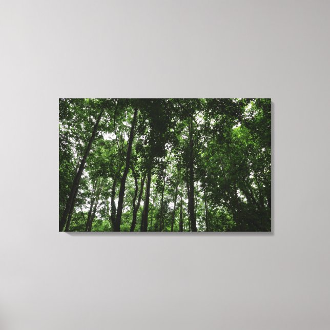 Woodland Canopy 02 Canvas Print (Front)