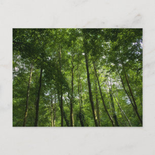 Woodland Canopy. Blackweir Woods, Bute Park Postcard