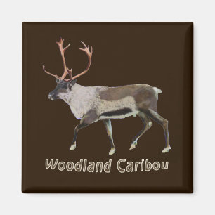 Woodland Caribou Magnet