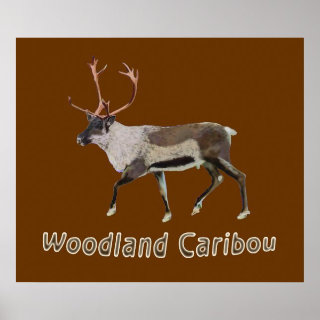 Woodland Caribou Poster (Front)