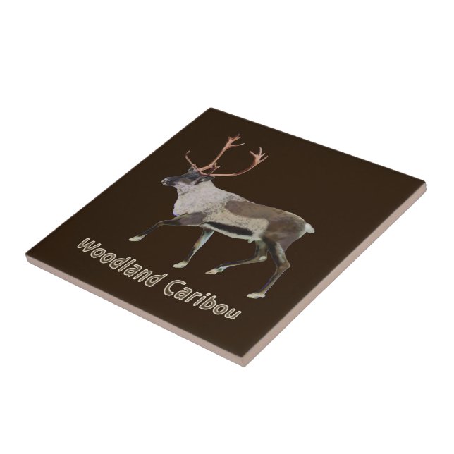 Woodland Caribou Tile (Side)