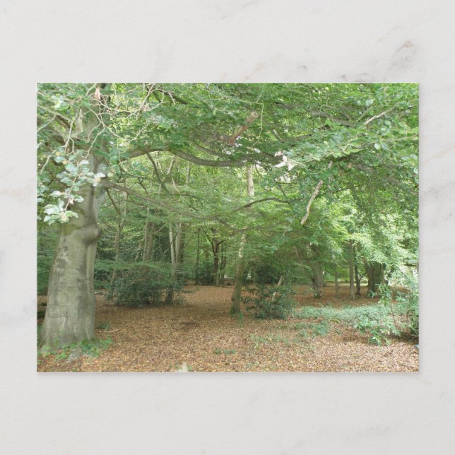 Woodland Clearing Postcard (Front)