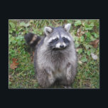 Woodland Cute Raccoon Photography Postcard<br><div class="desc">Woodland Cute Raccoon Photography Postcard.</div>