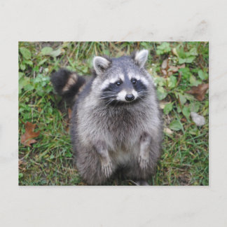 Woodland Cute Raccoon Photography Postcard