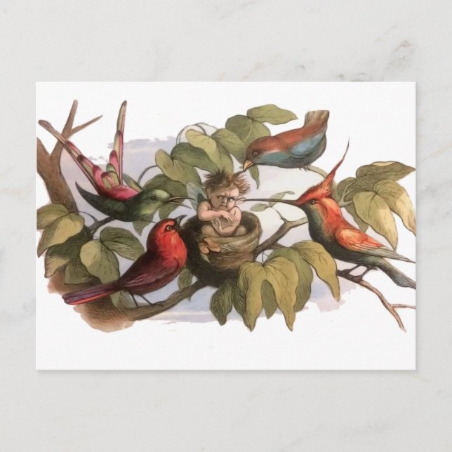 Woodland Elf in Nest: Antique Bird Sprite Fairy Postcard (Front)