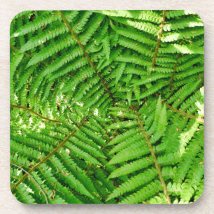 Woodland Ferns Coaster